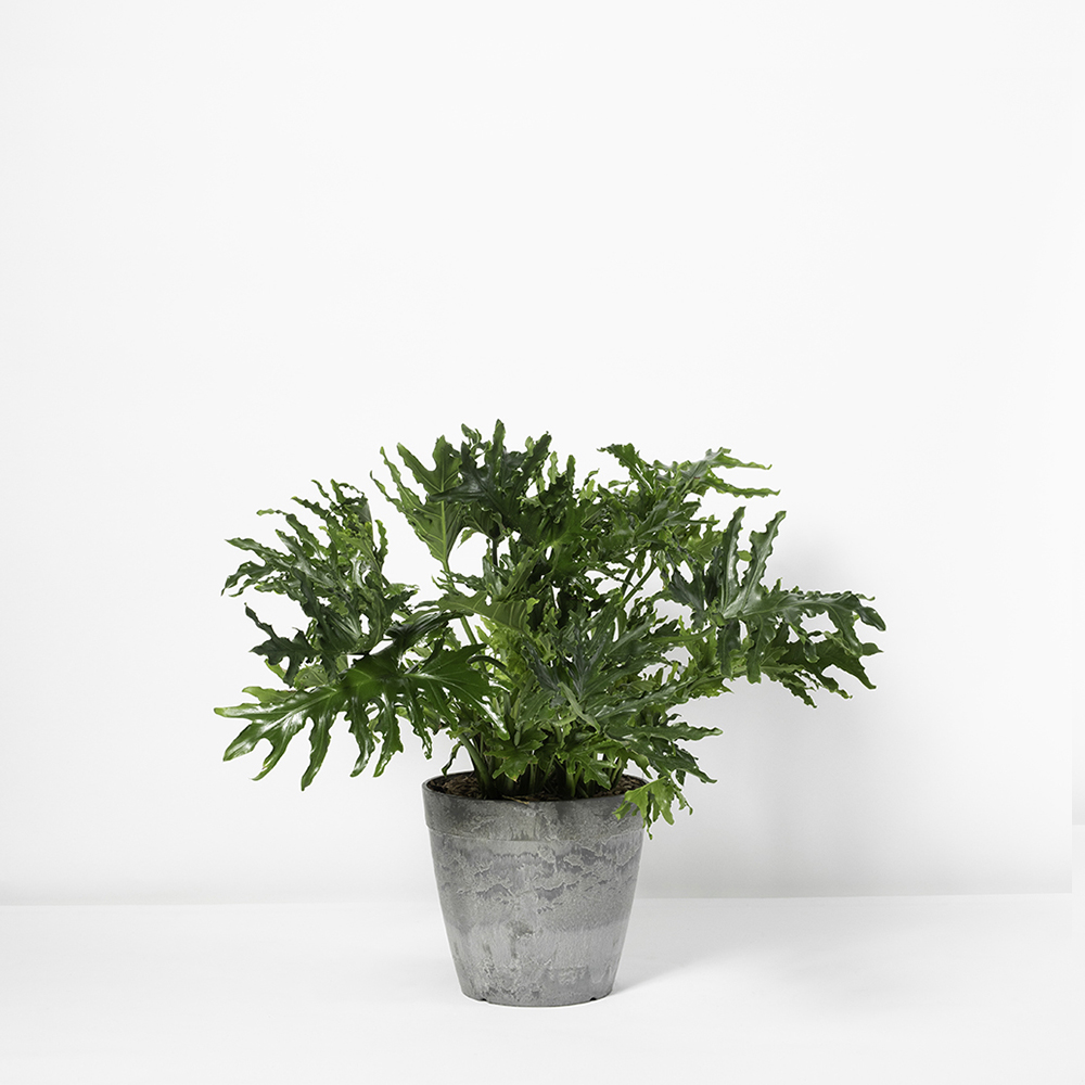 026_D-Gray