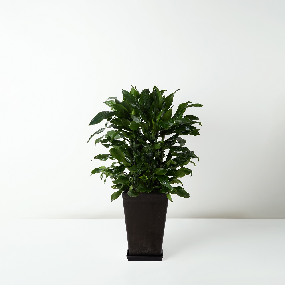 Dracaena+deremensis+%E2%80%98Compactain_%E7%B4%90%E7%B4%8B%E9%90%B5_Floor_Black