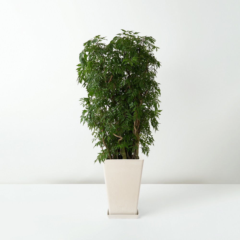 Japanese+Fir_%E6%97%A5%E6%9C%AC%E5%8F%83%E6%A8%B9+_Floor_White