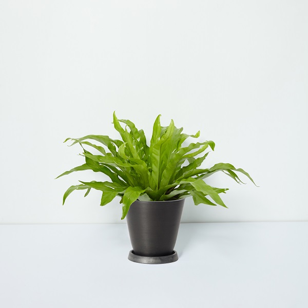 Bird%27s-nest+Fern_%E9%B3%A5%E5%B7%A2%E8%8C%AB_Table_Black