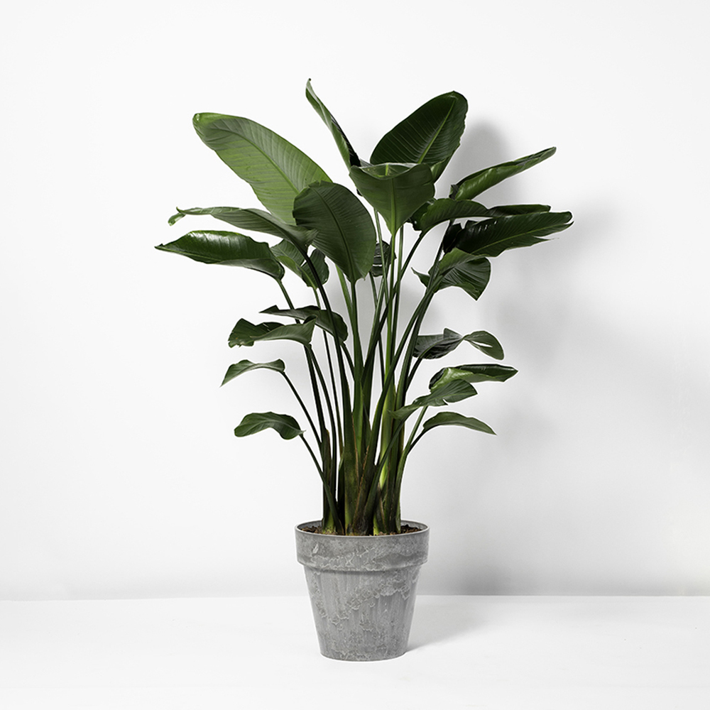 +Bird+of+Paradise_Luna_Grey